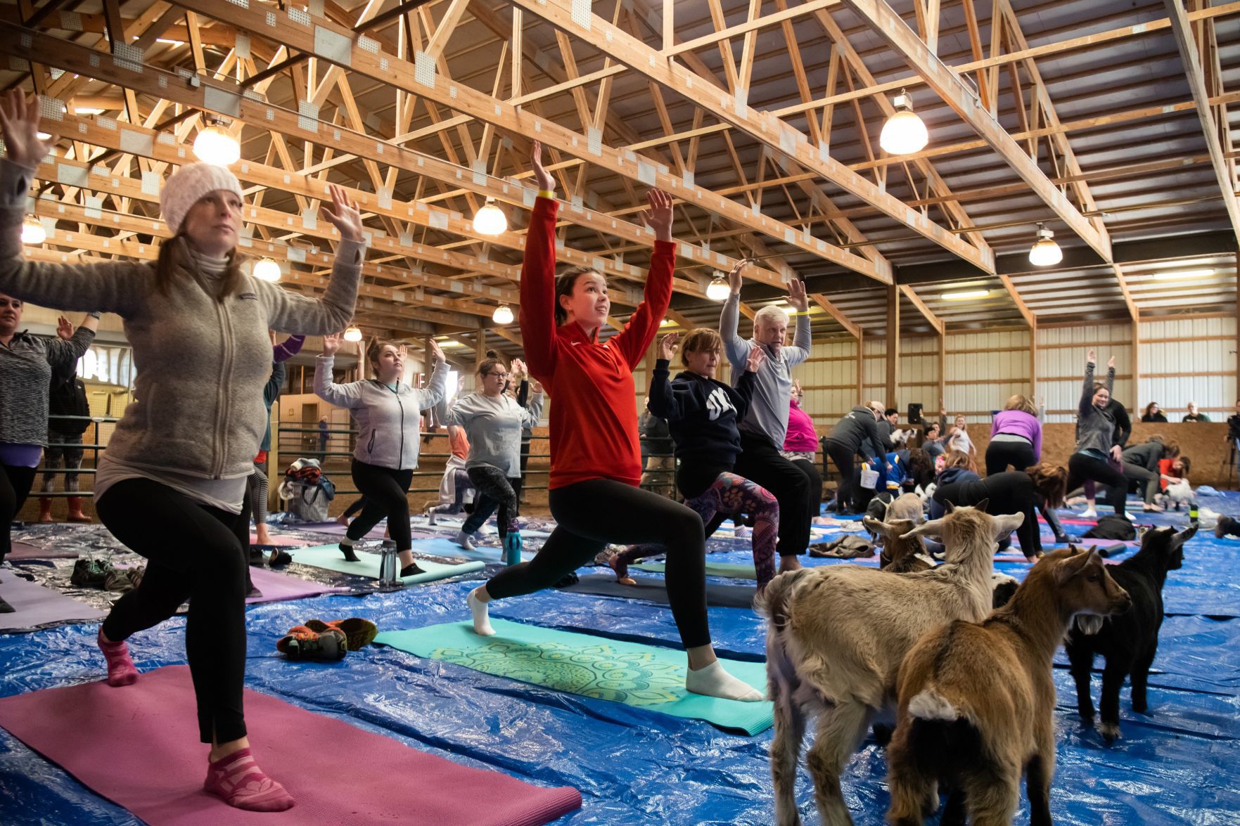 Baby goat yoga at Longmeadow Rescue Ranch